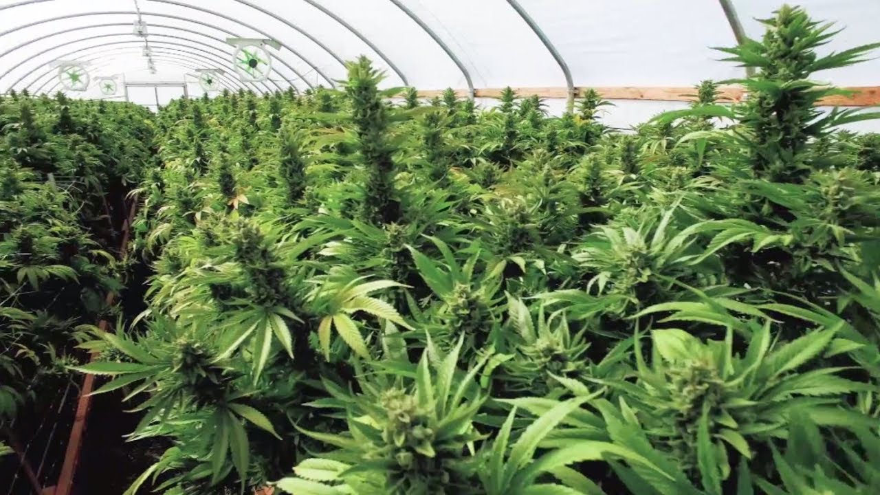 Marijuana May Help Solve Skin Rash Sting